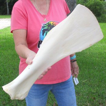 Buy this 21 Inch Giraffe Shoulder Blade for $45