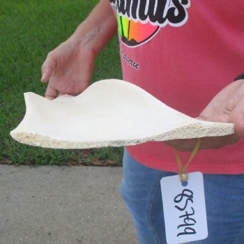 Buy this 21 Inch Giraffe Shoulder Blade for $45