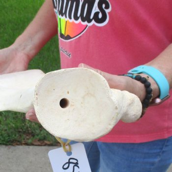 Buy this 21 Inch Giraffe Shoulder Blade for $45