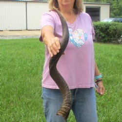 Kudu horn for sale ...