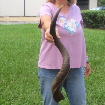  Kudu horn for sale measuring 31 inches - $70