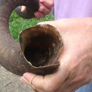  Kudu horn for sale measuring 31 inches - $70