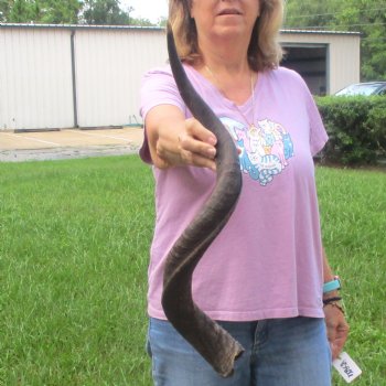  Kudu horn for sale measuring 31-1/2 inches - $70