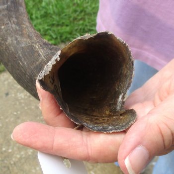  Kudu horn for sale measuring 31-1/2 inches - $70