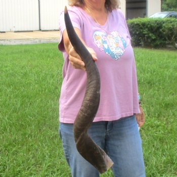  Kudu horn for sale measuring 33 inches - $70