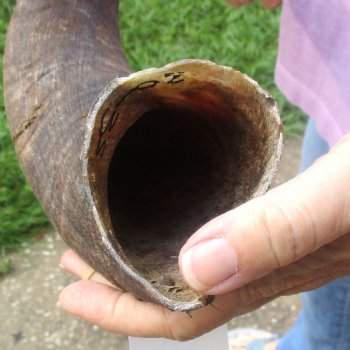  Kudu horn for sale measuring 33 inches - $70