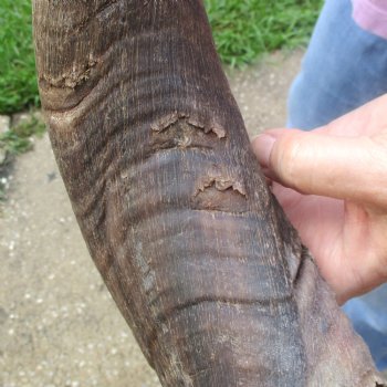 Kudu horn for sale measuring 33 inches - $70