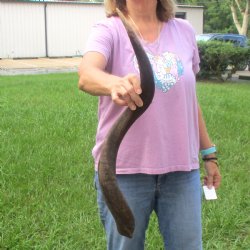 31" Kudu Horn 