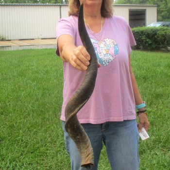 31" Kudu Horn 
