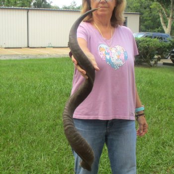  Kudu horn for sale measuring 43 inches - $125