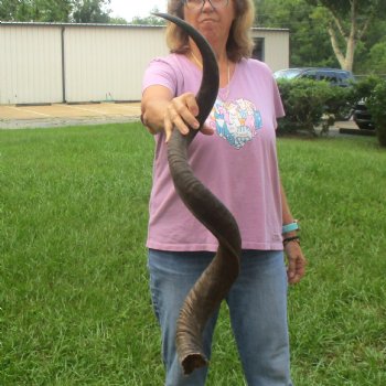  Kudu horn for sale measuring 43 inches - $125