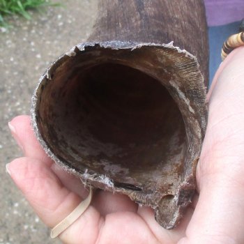  Kudu horn for sale measuring 43 inches - $125