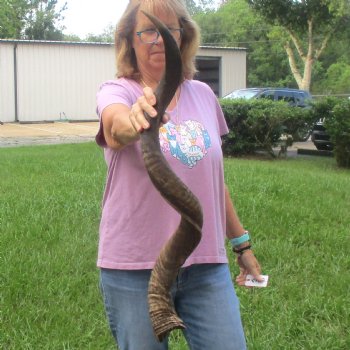  Kudu horn for sale measuring 41 inches - $125