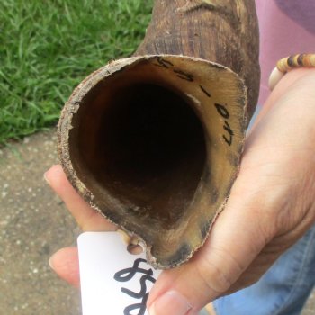  Kudu horn for sale measuring 41 inches - $125