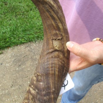  Kudu horn for sale measuring 41 inches - $125