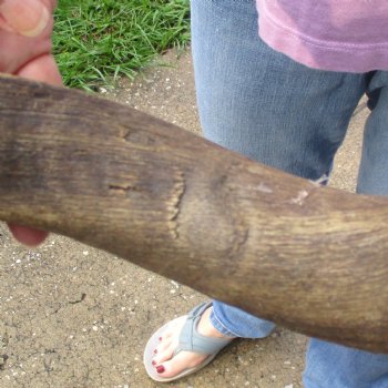  Kudu horn for sale measuring 41 inches - $125