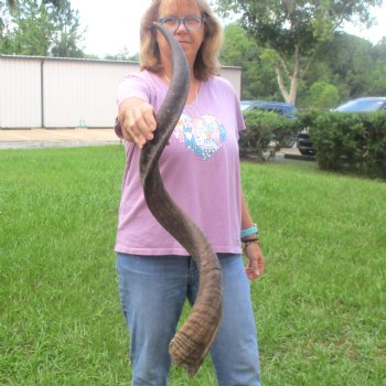  Kudu horn for sale measuring 42 inches - $125