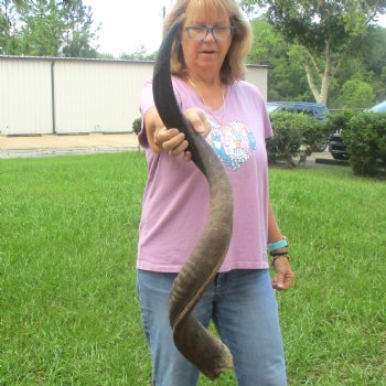  Kudu horn for sale measuring 42 inches - $125