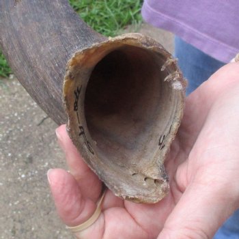  Kudu horn for sale measuring 42 inches - $125