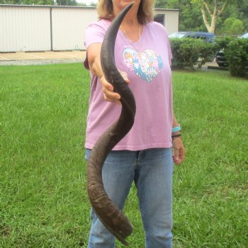  Kudu horn for sale measuring 41-1/2 inches - $125