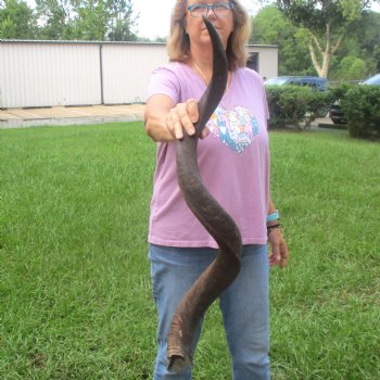  Kudu horn for sale measuring 41-1/2 inches - $125
