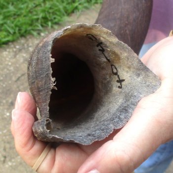  Kudu horn for sale measuring 41-1/2 inches - $125