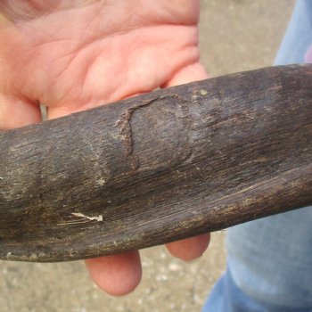  Kudu horn for sale measuring 41-1/2 inches - $125