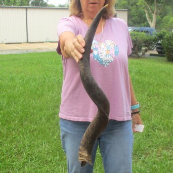 31"  Kudu Horn