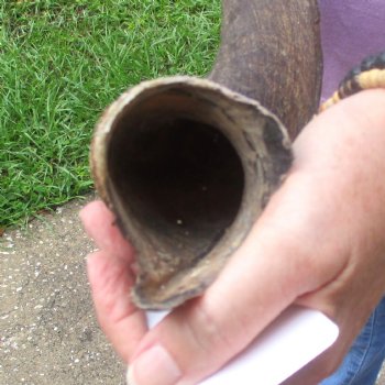 31"  Kudu Horn