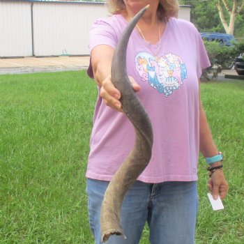  31" Kudu Horn 