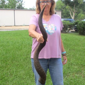  Kudu horn for sale measuring 41 inches - $125