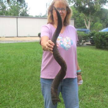  Kudu horn for sale measuring 41 inches - $125