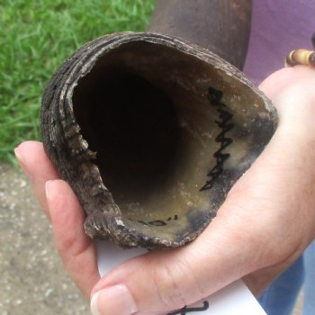  Kudu horn for sale measuring 41 inches - $125