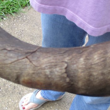 Kudu horn for sale measuring 41 inches - $125
