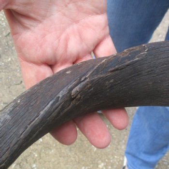  Kudu horn for sale measuring 41 inches - $125