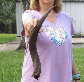 20-1/2" B-Grade Kudu Horn