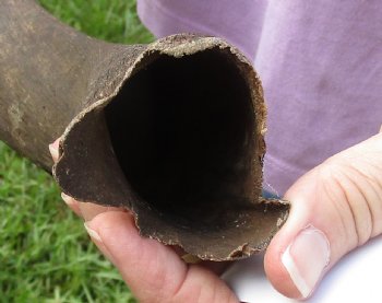 20-1/2" B-Grade Kudu Horn