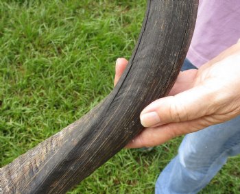 20" B-Grade Kudu Horn