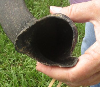 21" B-Grade Kudu Horn 