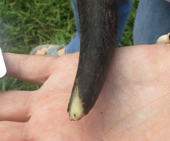 21" B-Grade Kudu Horn 