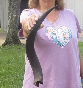 B-Grade Kudu horn for sale measuring 21 inches, for $20