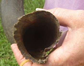 B-Grade Kudu horn for sale measuring 21 inches, for $20