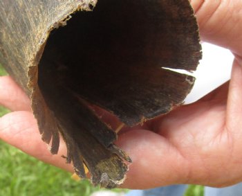 B-Grade Kudu horn for sale measuring 21 inches, for $20