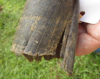 B-Grade Kudu horn for sale measuring 21 inches, for $20