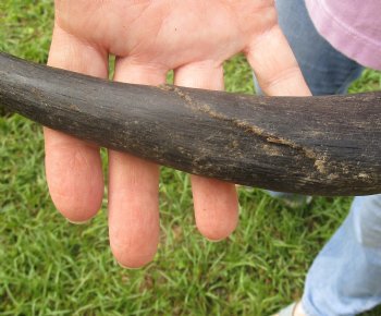 B-Grade Kudu horn for sale measuring 21 inches, for $20