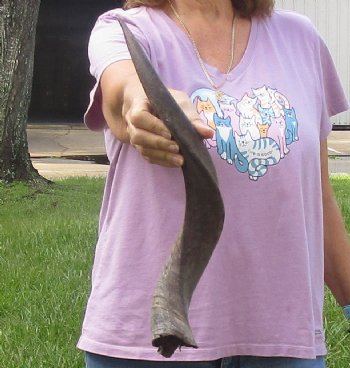 B-Grade Kudu horn for sale measuring 21 inches, for $20