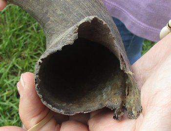 B-Grade Kudu horn for sale measuring 21 inches, for $20