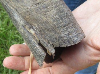 B-Grade Kudu horn for sale measuring 21 inches, for $20