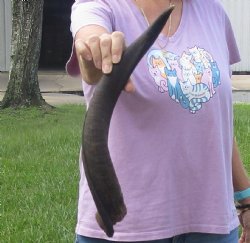 B-Grade Kudu horn f...