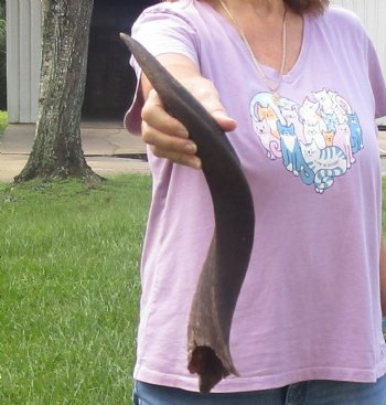 B-Grade Kudu horn for sale measuring 20 inches, for $20